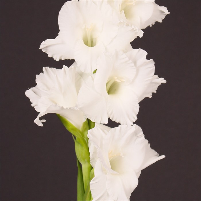 Гладиолус Gr-Gladiolus Gr-Essential-115cm-190gr 358c642b-bfa4-11ec-0a80-0b4c0006ba8e