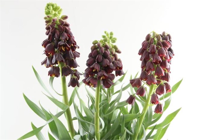 Фритилярия-Fritillaria-Persica-75cm 3592ae9c-fc88-11ee-0a80-111500017526