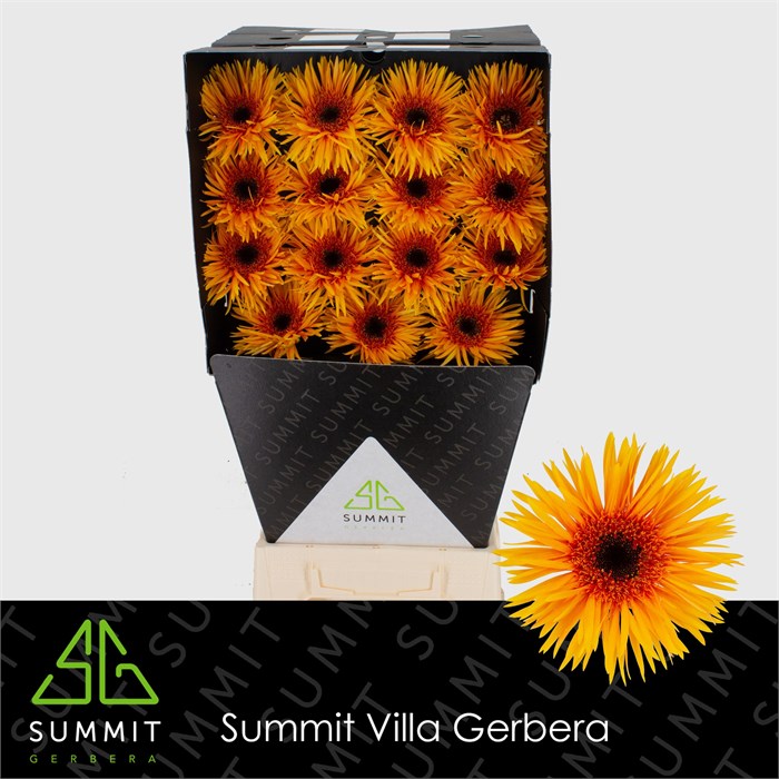 Гербера-Gerbera-Gs Claudemir Diamond-45cm 359aa27d-22c2-11ed-0a80-014500136c6d
