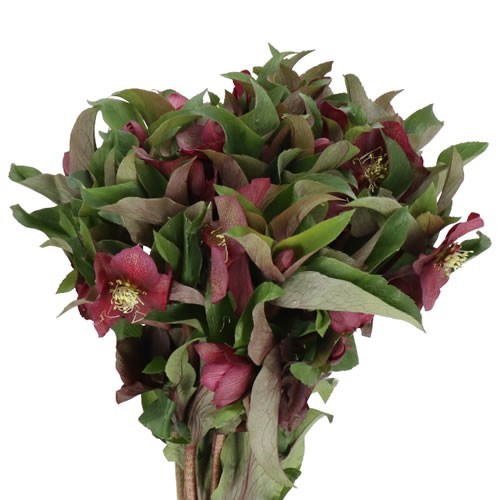 Хеллеборус-Helleborus-Mammoth Red-40cm 35a8df3a-fc88-11ee-0a80-11150001752f