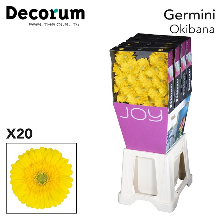 Гербера-Gerbera-Mi Okibana Diamond Per Card-46cm 35afa20d-22c2-11ed-0a80-014500136c76