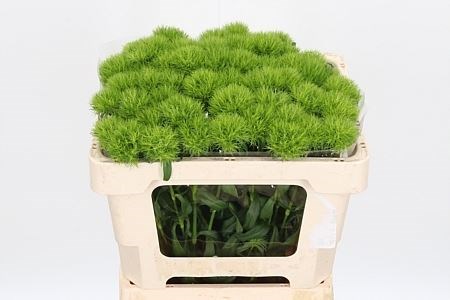 Гвоздика ст-Dianthus st-Barb Green Trick-60cm 059193a9-bfa4-11ec-0a80-0b4c00068f3e