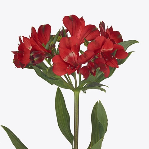 Альстромерия-Alstroemeria-Rockstar-75cm 35ebd89c-71b4-11ef-0a80-0d28003cd2ae