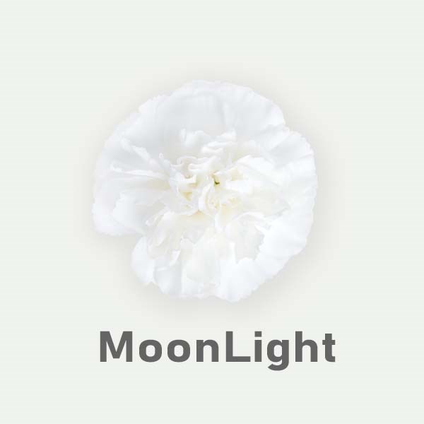 Гвоздика SE-Dianthus SE-Moon Light--FC 35f1c09e-7149-11ed-0a80-0fed0007f5f3