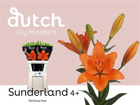 Лилия-Lilium-La Sunderland-95cm 3617891a-fc88-11ee-0a80-111500017538