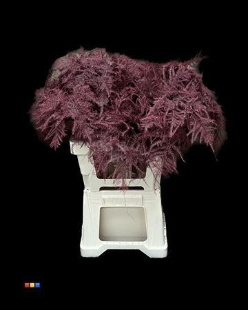 Аспарагус-Asparagus-Extra Bordeaux-65cm 362d4b8d-d0e7-11f0-0a80-01700015fe90