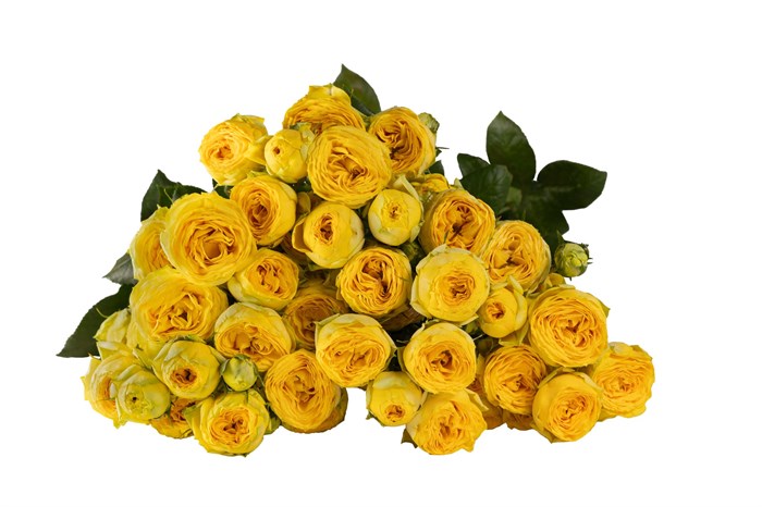 Роза куст-Rosa sp-Golden Trendsetter-60cm-Si 364b8703-73fc-11ee-0a80-061b0028b22b