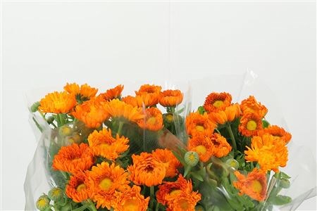 Календула-Calendula-Orange Green Spot-50cm 364f4948-373e-11ee-0a80-0b92000ae91e