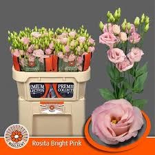 Лизиантус G-Lisianthus G-Chaconne Wedding Pink-70cm 36553b76-71b4-11ef-0a80-0d28003cd2e7