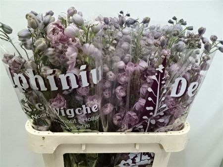 Дельфиниум-Delphinium-Du Dew Melody-//80cm 05b9e92c-2ec6-11ee-0a80-07f3002205f7