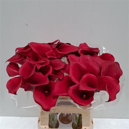 Калла-Zantedechia-Captain Redwood-/60cm 367ca5be-4512-11ee-0a80-13bd00514a73