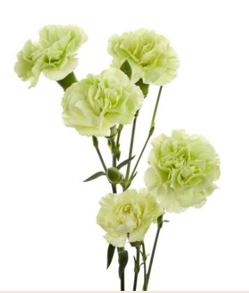 Гвоздика куст-Dianthus Tr-Tuparro-60cm 369c1b9b-fc88-11ee-0a80-11150001754d
