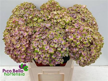 Гортензия-Hydrangea-M Mag Coral Bl--80cm 369f38a8-0533-11ef-0a80-09250015355a