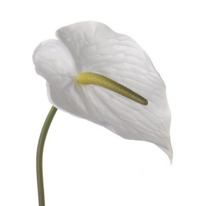 Антуриум-Anthurium-White 36b176c5-2f01-11ef-0a80-171b0013177a