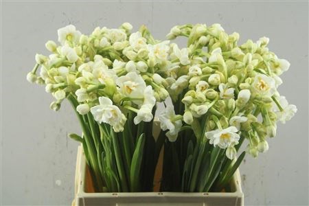 Нарцис-Narcissus-D Bridal Crown (lip)-45cm-30gr 36e7daeb-e508-11ee-0a80-03d7002f96db
