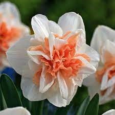 Нарцис-Narcissus-D Delnashaugh-50cm-32gr 36ebbae3-e508-11ee-0a80-03d7002f96de