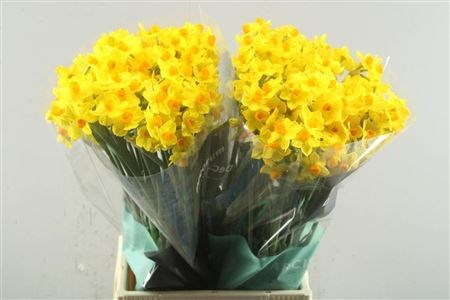 Нарцис-Narcissus-Ta Soleil Dor-52cm-25gr 36f55582-e508-11ee-0a80-03d7002f96e5