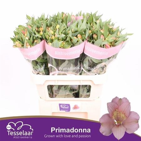 Альстромерия-Alstroemeria-Primadonna--75cm-55gr 37167213-22c2-11ed-0a80-014500136c9e