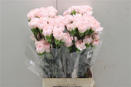 Гвоздика ст-Dianthus st-Joyce-75cm 372fcc5f-22c2-11ed-0a80-014500136ca4