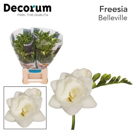 Фрезия-Freesia-Belleville-50cm-23gr 375537e9-22c2-11ed-0a80-014500136cad