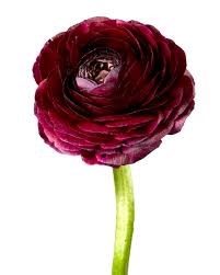 Ранункулус-Ranunculus-Burgundy-45cm-IS 376c4546-3a0a-11ef-0a80-08af003b2137