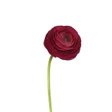 Ранункулус-Ranunculus-Hot Pink-45cm-IS 3770a49f-3a0a-11ef-0a80-08af003b213a