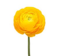 Ранункулус-Ranunculus-Yellow-45cm-IS 3778f768-3a0a-11ef-0a80-08af003b2140