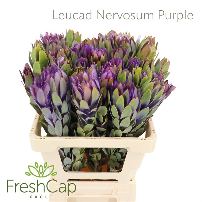 Леукадендрон-Leucadendron-Nervosum Purple-60cm 3779b9c4-e508-11ee-0a80-03d7002f96f7