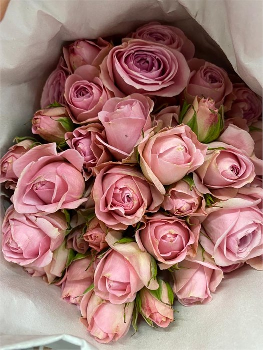 Роза куст-Rosa sp-Bridal Sensation-50cm--IS 3786a238-a39b-11ed-0a80-00d8000831e6