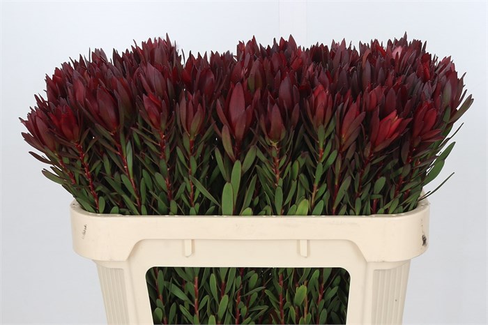 Леукадендрон-Leucadendron-Saf Sunset Dark R.-70cm 37cc1923-22c2-11ed-0a80-014500136cbf