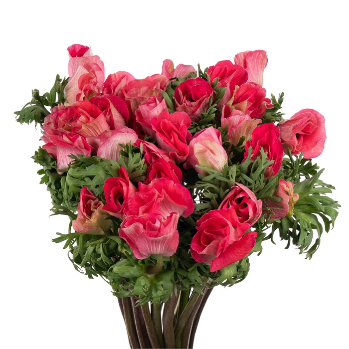 Анемон-Anemone-Mistral Shocking--40cm 0613d773-86e3-11ee-0a80-0b1f002bdd4a