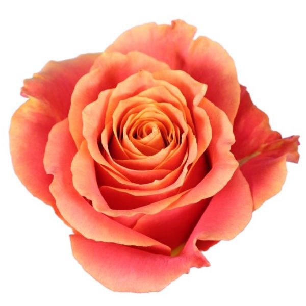 Роза-Rosa-Martina-50cm-AG 38a4ae8c-91a0-11ed-0a80-0e17000ec67e