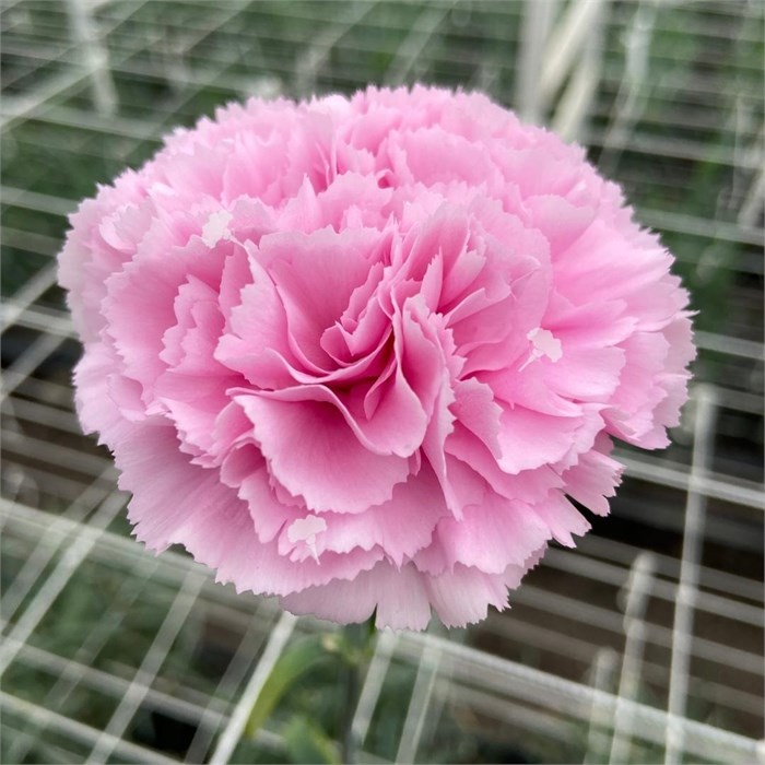 Гвоздика-Carnation-Premium Clear Water-70cm--AO 38a7a159-a431-11ef-0a80-176b0020e70d