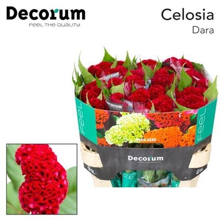 Целозия-Celosia-C Act Dara-75cm 38ab8679-bfa6-11ec-0a80-0b4c0008a31a