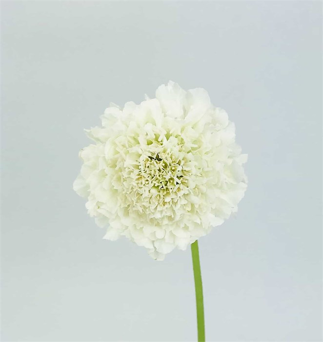 Скабиоза-Scabiosa-F Scoop White Imp-60cm 38b88b92-f48a-11ed-0a80-00f200045e5a