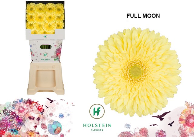 Гербера-Gerbera-Gr Full Moon Diamond--50cm 065081cd-1f4b-11ef-0a80-0290002d0064