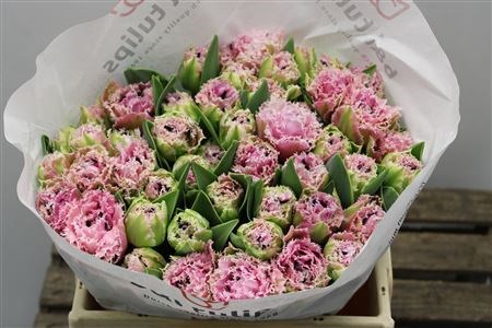 Тюльпан-Tulip-Fr New Castle-35cm-43gr 3900689f-f48a-11ed-0a80-00f200045e69
