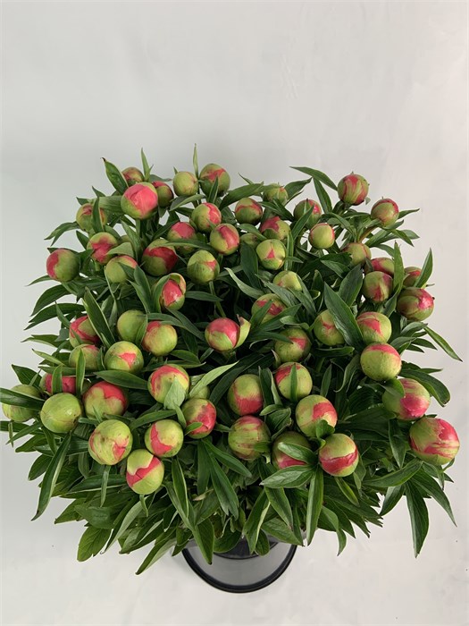 Пион-Peony-Coral Charme-70cm--CE 3944481e-1c7b-11f0-0a80-0edf00006050