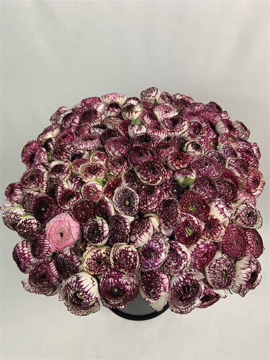 Ранункулус-Ranunculus-Capp.Mauve 39978f1c-ea06-11ef-0a80-175500526974
