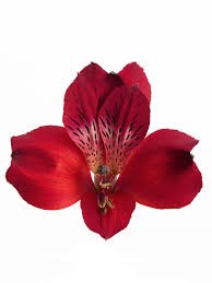 Альстромерия-Alstroemeria-Red Queen-60cm-QA 39aac13e-6abb-11ef-0a80-01fa00124a6c