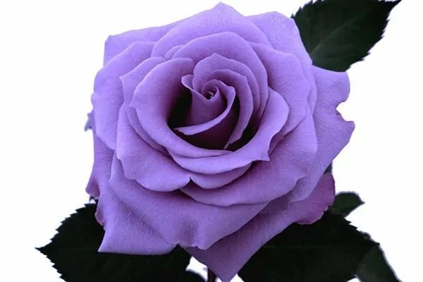 Роза-Rosa-Blue Applause-70cm-Fe 39ba34a8-3837-11ee-0a80-0322000ae780