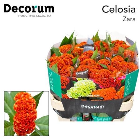 Целозия-Celosia-C  Act Zara-75cm 39c7e0df-bfa6-11ec-0a80-0b4c0008a485