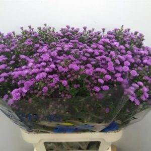 Астра-Aster-Nb Pompon-85cm 39e01668-333c-11ed-0a80-06d50007e03c