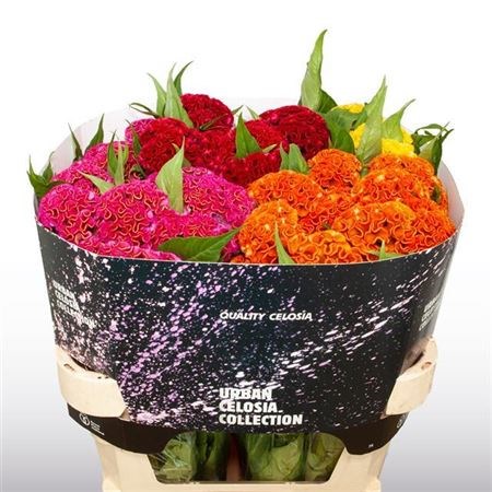 Целозия-Celosia-C Act Gem Fust--75cm 3a00959c-333c-11ed-0a80-06d50007e079