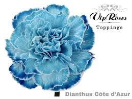 Гвоздика ст-Dianthus st-Cote D Azur-60cm 065ae767-bfa4-11ec-0a80-0b4c0006900b