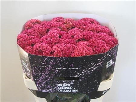 Целозия-Celosia-C  Fashion-75cm 3a083dac-333c-11ed-0a80-06d50007e084