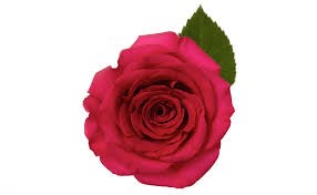 Роза-Rosa-Queen Berry-60cm-QA 3a1991ee-c9f0-11f0-0a80-00be001df72f