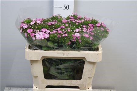 Гвоздика-Dianthus-Barb Am Rose--60cm 3a1a483d-333c-11ed-0a80-06d50007e0a4