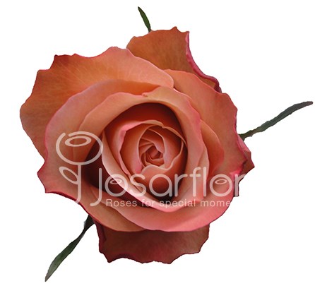 Роза-Rosa-Kahala-50cm-JR 3a241376-bfa9-11ec-0a80-0b4c000b535f
