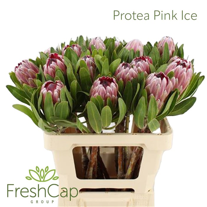 Протея-Protea-Pink Ice-60cm 066b529c-bfa5-11ec-0a80-0b4c000786a3